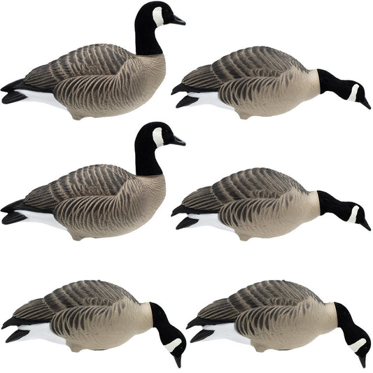 High Definition Full Body Lesser Canada Geese - 6 Pack