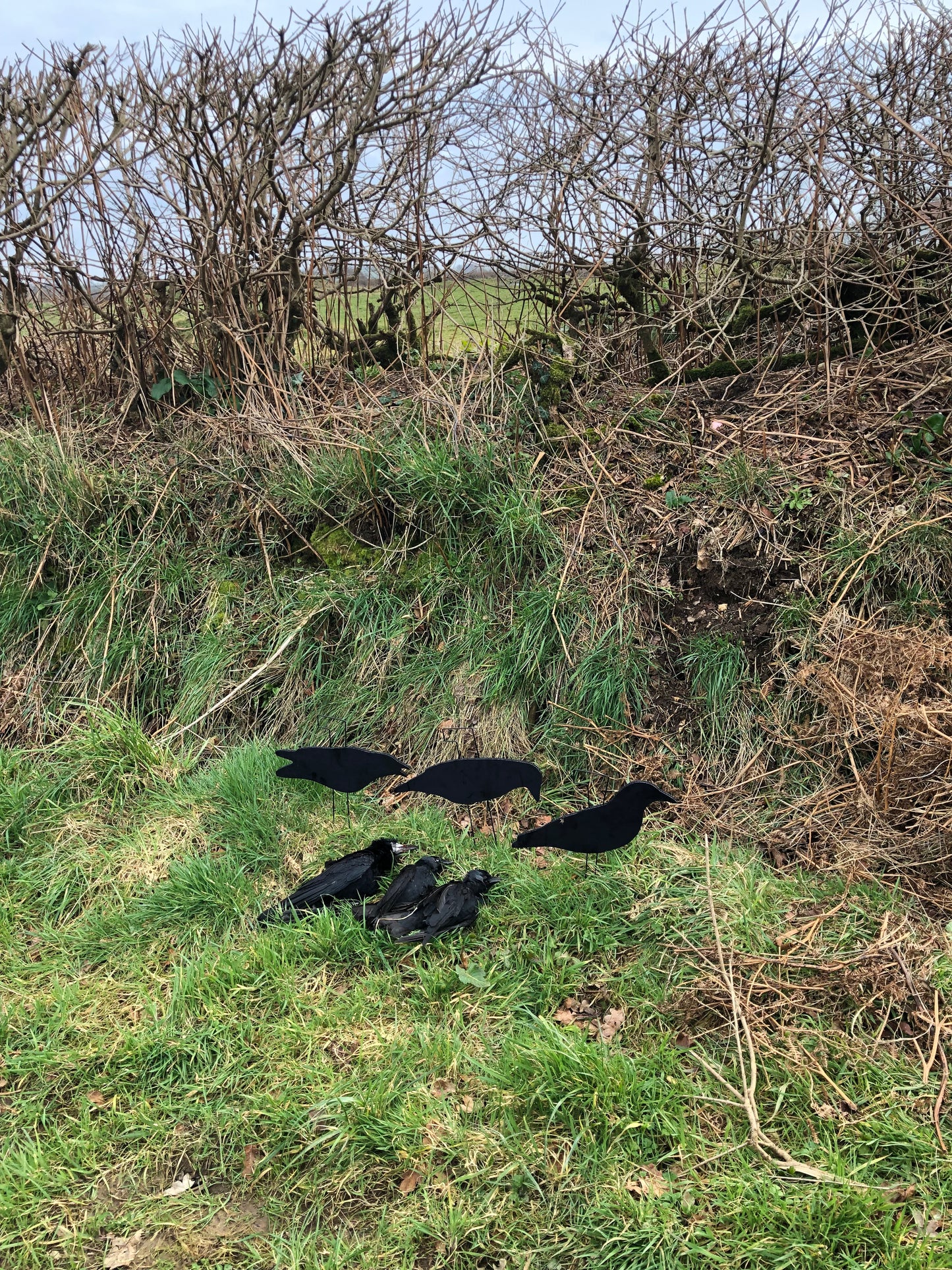 3 crow decoys in a field