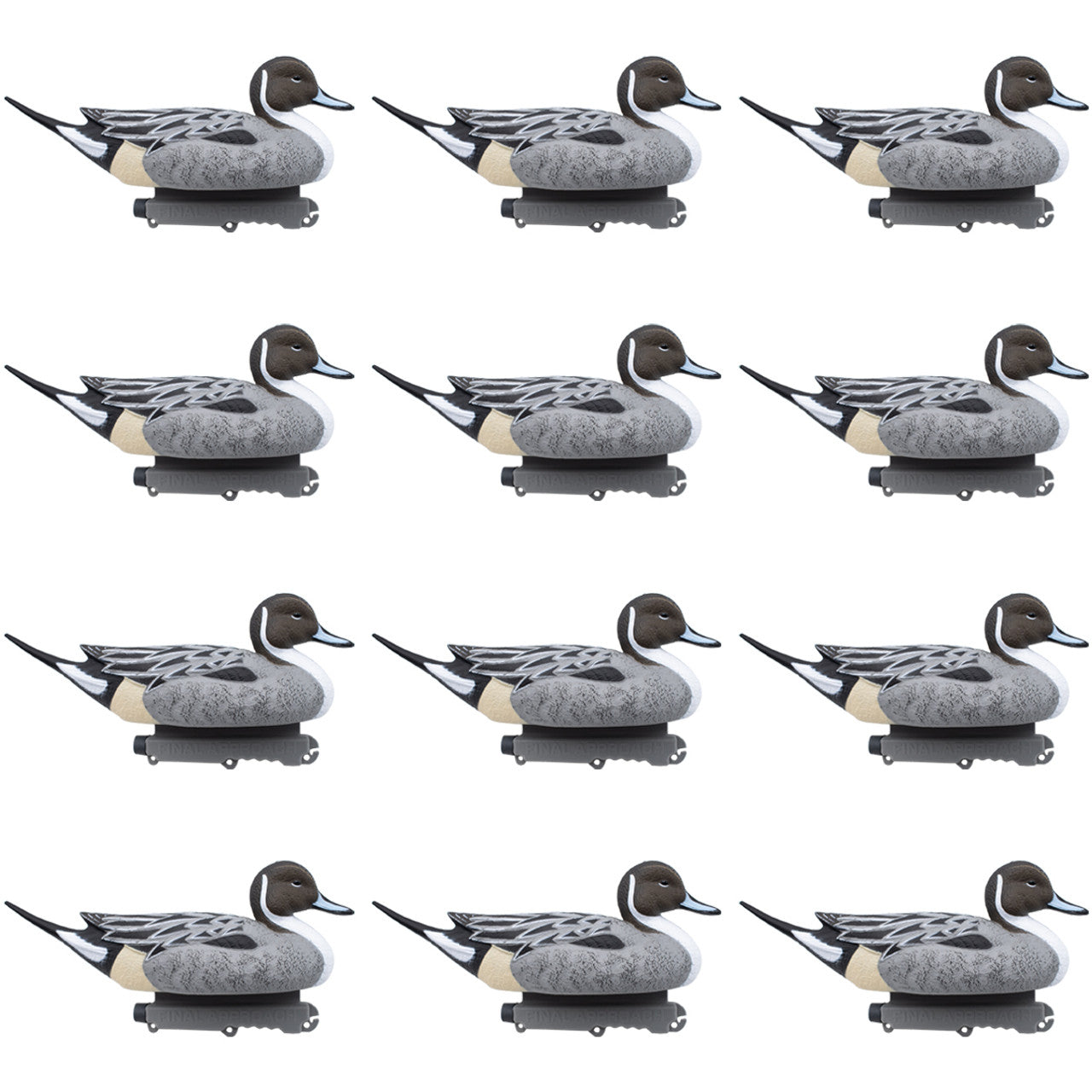 Pintail - 12 Pack