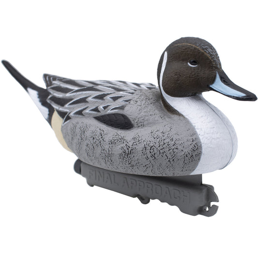 Pintail - 12 Pack