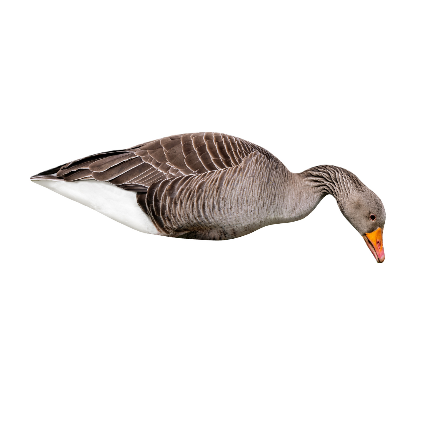 Greylag Goose Silhouette Decoys 12 Pack