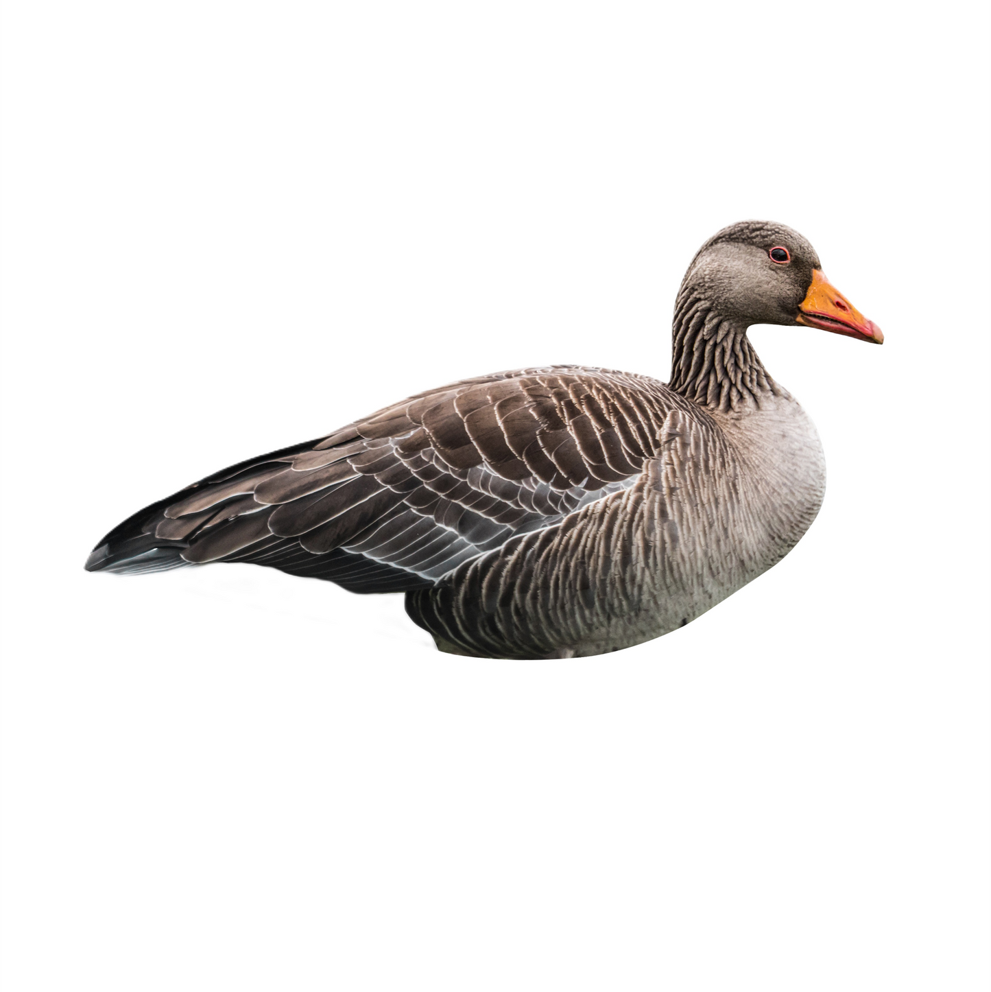 Greylag Goose Silhouette Decoys 12 Pack