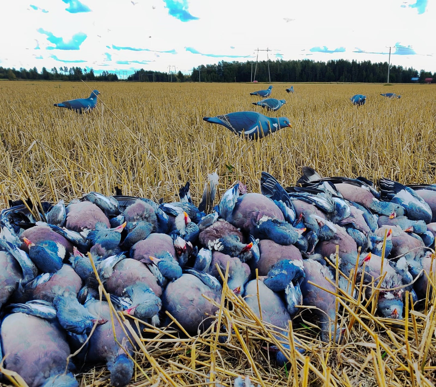 Fully Flocked Wood Pigeon Decoys - 6 Pack