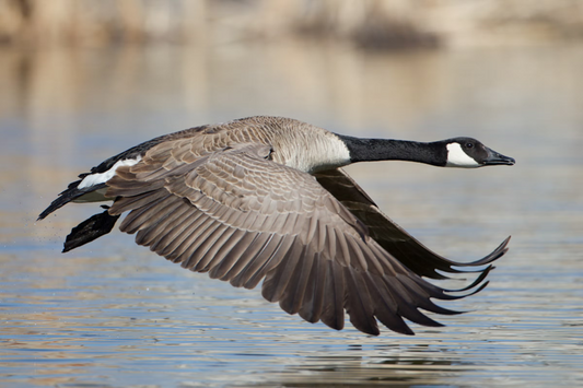 Canadian Goose Decoy Set Up
