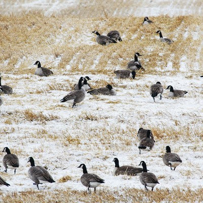 COLD WEATHER HUNTING TIPS