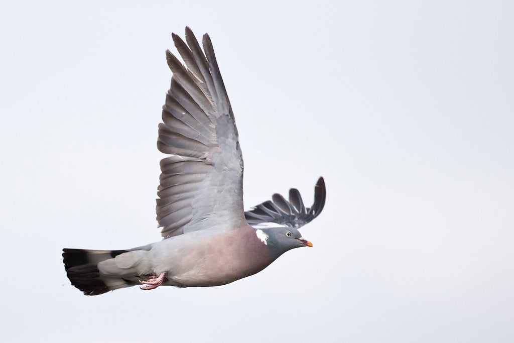 Mastering the Art of Decoy Pigeon Layouts