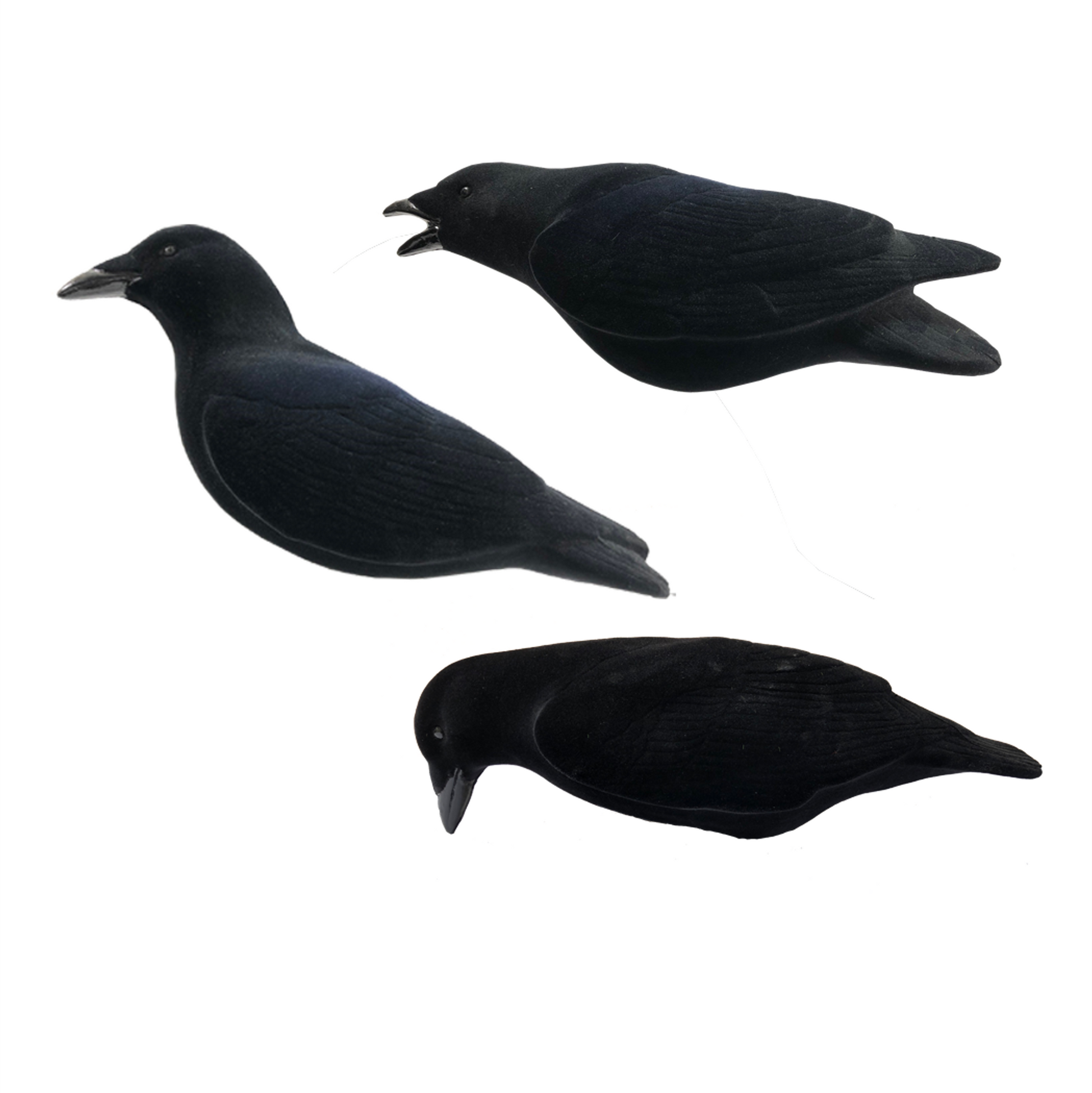 Three black crows on a white background