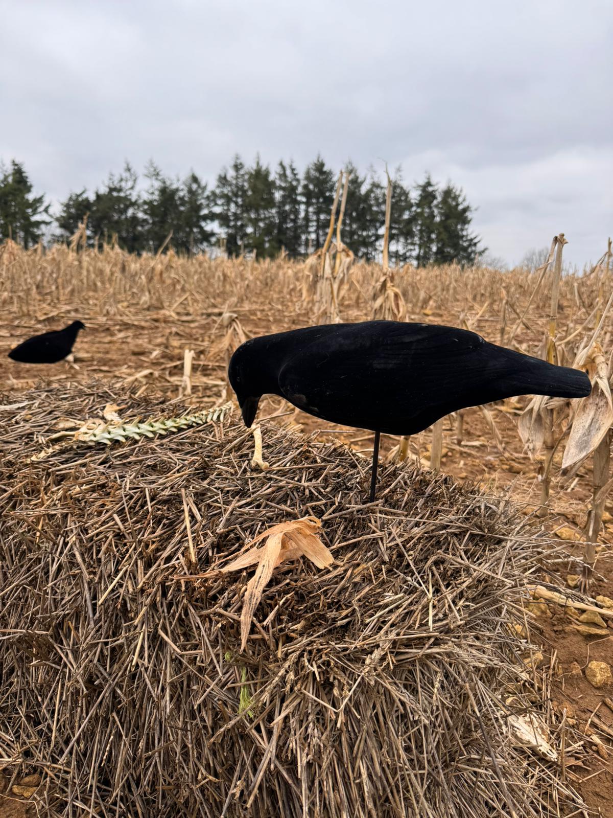 single crow feeder decoy in a field
