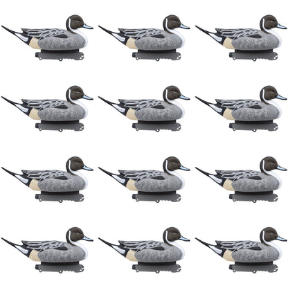 Pintail - 12 Pack