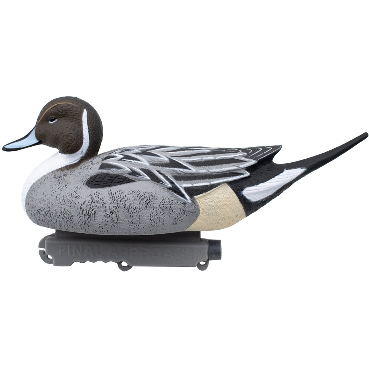 Pintail - 12 Pack